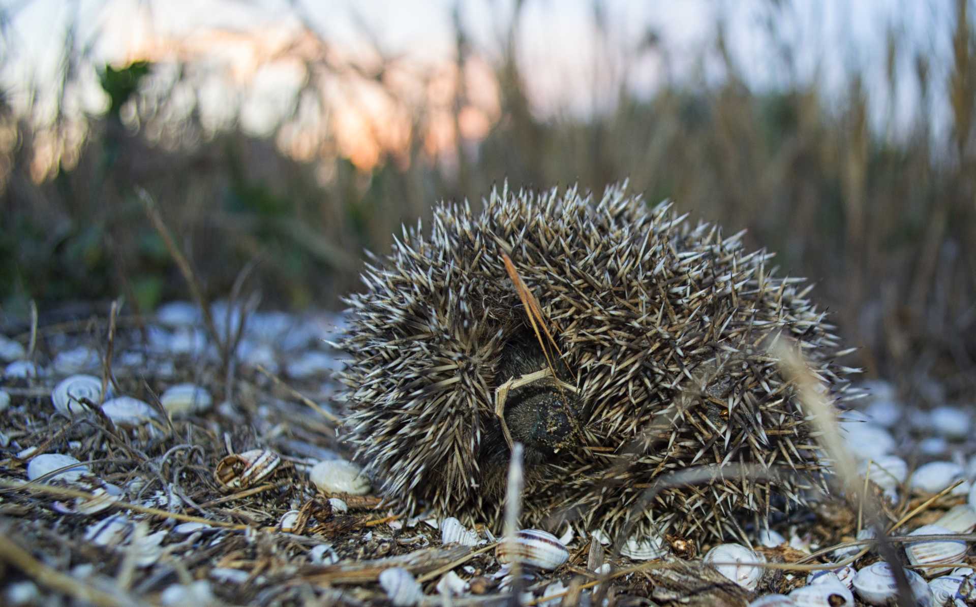 La storia di un giovane riccio a Ostia